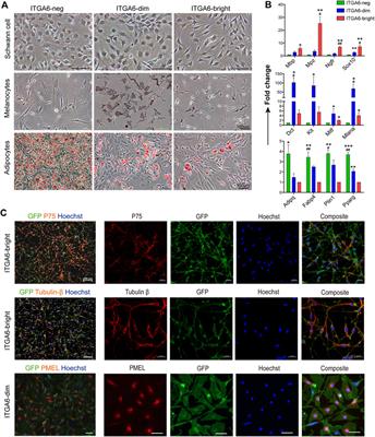 Developmentally regulated expression of integrin alpha-6 distinguishes neural crest derivatives in the skin